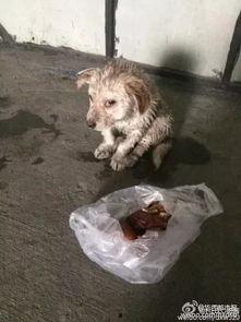 小狗爆料视频,揭秘宠物界的秘密生活